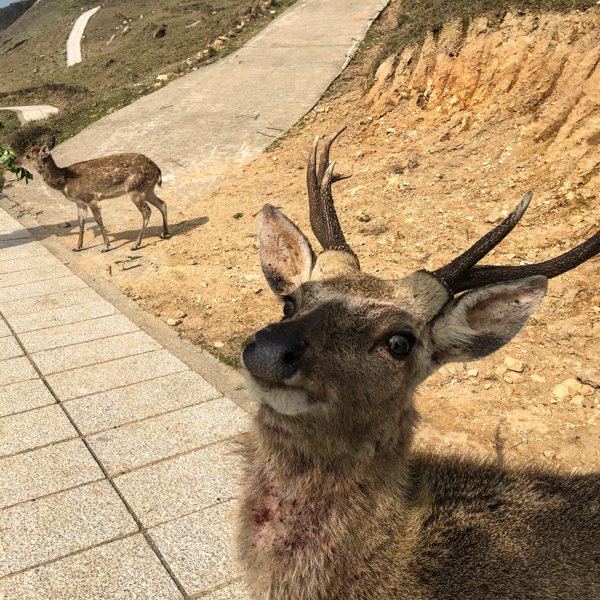 馬祖 | 行程｜北竿｜大坵島之進擊的巨鹿 交通 /&nbsp;景點紀錄