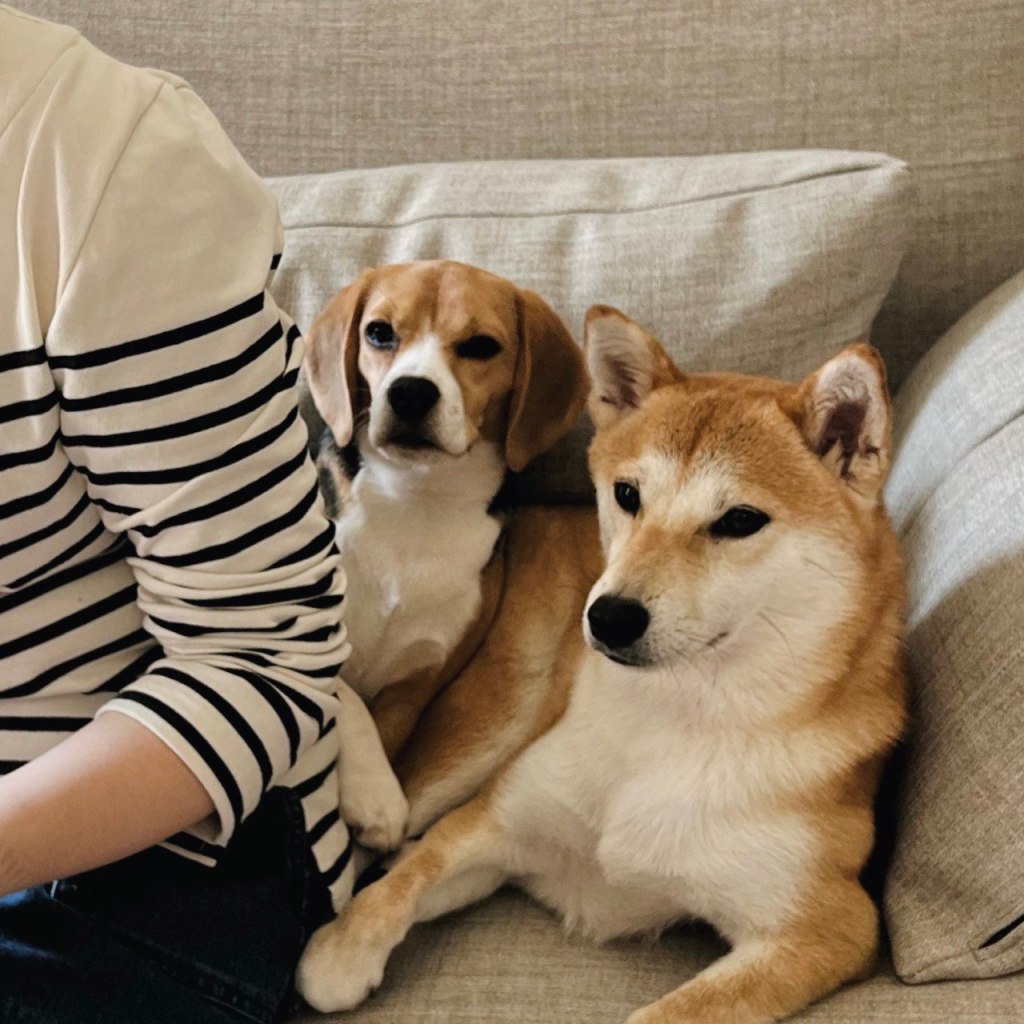 毛孩 | 家庭新成員 ! 柴犬白桃 Momo 和 米格魯松露&nbsp;Truffle